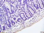 Hairless Antibody in Immunohistochemistry (Paraffin) (IHC (P))