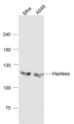 Hairless Antibody in Western Blot (WB)