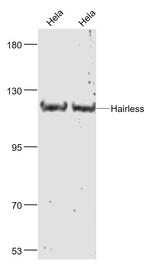 Hairless Antibody in Western Blot (WB)