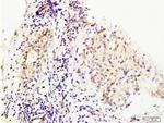 MMS19 Antibody in Immunohistochemistry (Paraffin) (IHC (P))