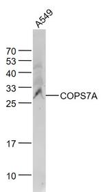 COPS7A Antibody in Western Blot (WB)