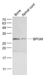 BPGM Antibody in Western Blot (WB)