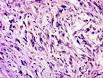 C7orf27 Antibody in Immunohistochemistry (Paraffin) (IHC (P))