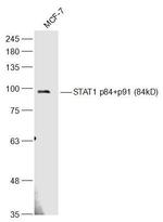 STAT1 p84/p91 Antibody in Western Blot (WB)