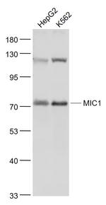 MIC1 Antibody in Western Blot (WB)