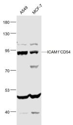 ICAM1/CD54 Antibody in Western Blot (WB)