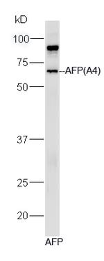 AFP Antibody in Western Blot (WB)