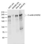 C-erbB-2/HER2 Antibody in Western Blot (WB)