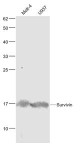 Survivin Antibody in Western Blot (WB)