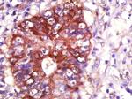 HSP90A Antibody in Immunohistochemistry (Paraffin) (IHC (P))