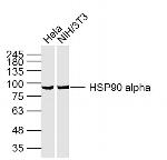 HSP90A Antibody in Western Blot (WB)