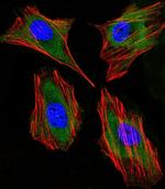 LTF Antibody in Immunocytochemistry (ICC/IF)