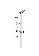 LTF Antibody in Western Blot (WB)