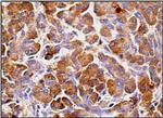 4E-BP1 Antibody in Immunohistochemistry (Paraffin) (IHC (P))