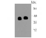 Synaptophysin Antibody in Western Blot (WB)