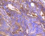 Annexin A2 Antibody in Immunohistochemistry (Paraffin) (IHC (P))