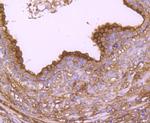 Annexin A2 Antibody in Immunohistochemistry (Paraffin) (IHC (P))