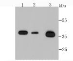 Annexin A2 Antibody in Western Blot (WB)