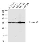 Annexin A2 Antibody in Western Blot (WB)