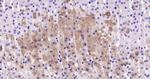 Cytochrome P450 17A1 Antibody in Immunohistochemistry (Paraffin) (IHC (P))