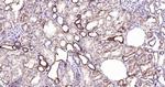 Cytochrome P450 17A1 Antibody in Immunohistochemistry (Paraffin) (IHC (P))