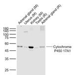 Cytochrome P450 17A1 Antibody in Western Blot (WB)