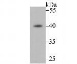 Fbx32 Antibody in Western Blot (WB)