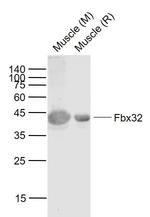 Fbx32 Antibody in Western Blot (WB)