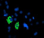 c-Myc Antibody in Immunocytochemistry (ICC/IF)