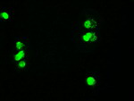 c-Myc Antibody in Immunocytochemistry (ICC/IF)