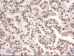 c-Myc Antibody in Immunohistochemistry (Paraffin) (IHC (P))