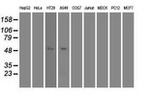 c-Myc Antibody in Western Blot (WB)