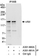 cAbl Antibody in Immunoprecipitation (IP)