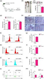 IL-4 Antibody in Flow Cytometry (Flow)