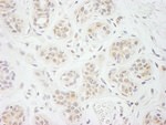 eIF2A Antibody in Immunohistochemistry (IHC)