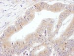 eIF3E Antibody in Immunohistochemistry (IHC)