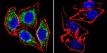 eNOS Antibody in Immunocytochemistry (ICC/IF)