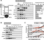 Phospho-FAK (Tyr397) Antibody in Western Blot (WB)