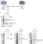 MYOD Antibody in Western Blot (WB)