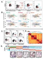 SorCS3 Antibody in Flow Cytometry (Flow)