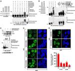 GFP Antibody in Western Blot (WB)