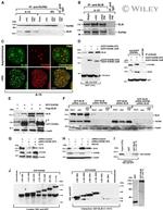 GFP Antibody in Western Blot (WB)