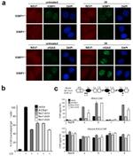 IgA Antibody in ChIP Assay (ChIP)