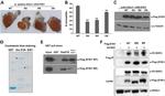 HDAC1 Antibody in Western Blot (WB)