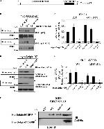 Golgin-97 Antibody in Immunoprecipitation (IP)