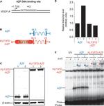 KLF3 Antibody in Gel Shift (GS)