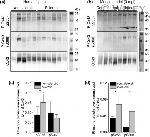 Phospho-Connexin 43 (Ser368) Antibody in Western Blot (WB)