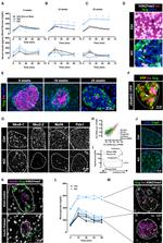 Chromogranin A Antibody in Immunohistochemistry (IHC)