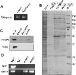 PTBP1 Antibody in Western Blot, Immunoprecipitation (WB, IP)