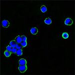 Human IgG Fc Secondary Antibody in Immunocytochemistry (ICC/IF)